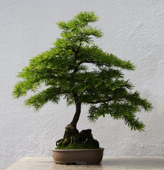 Centro Bonsai Iodice 1 Scopri il Centro Bonsai Iodice: arte giapponese e cultura green in un unico luogo