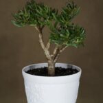 Guida: Creare un Bonsai di Baobab da Seme