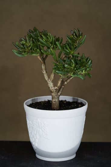 Guida: Creare un Bonsai di Baobab da Seme