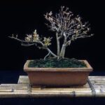 Come Creare Un Bonsai Di Carrubo Guida dettagliata: come creare un bonsai di carrubo in modo efficace e creativo