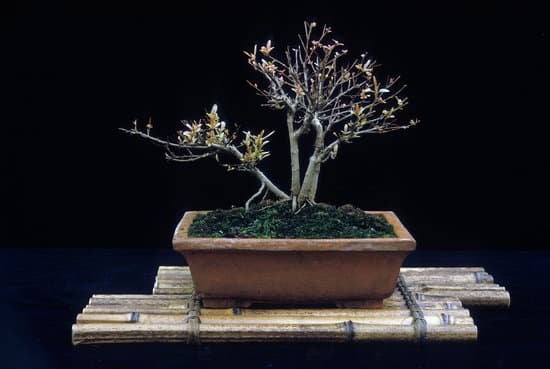 Come Creare Un Bonsai Di Carrubo 1 Guida dettagliata: come creare un bonsai di carrubo in modo efficace e creativo