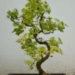 Verifica l'umidità del terreno per risolvere PERCHÉ ALCUNE FOGLIE DEL MIO BONSAI STANNO DIVENTANDO MARRONI