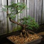 Come Innaffiare Le Piante Bonsai Guide dettagliate su come innaffiare le piante bonsai con cura e precisione