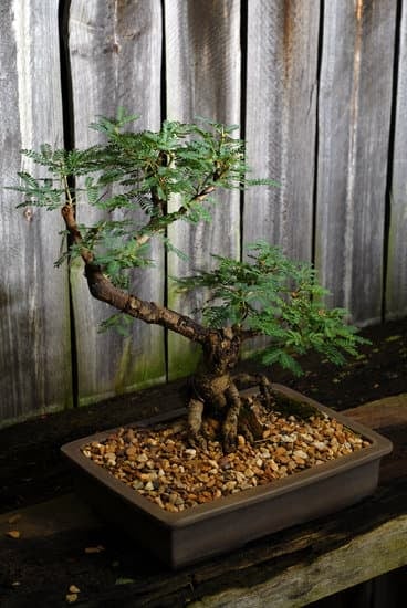 Guide dettagliate su come innaffiare le piante bonsai con cura e precisione