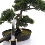 Bonsai tasso: guida completa alla cura e alla coltivazione di queste piante affascinanti
