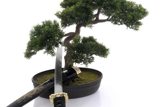 Bonsai Tasso 1 Bonsai tasso: guida completa alla cura e alla coltivazione di queste piante affascinanti