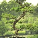 Per He Le Foglie Del Bonsai Inhialliscono Come prevenire l'inghiottire delle foglie del bonsai: consigli utili