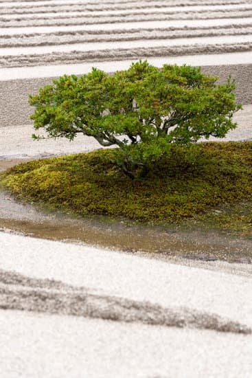Cura Del Bonsai 1 I segreti della cura del bonsai: guida completa per principianti e esperti