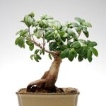 Guida pratica su come potare un bonsai di rosmarino per la cura ottimale della pianta