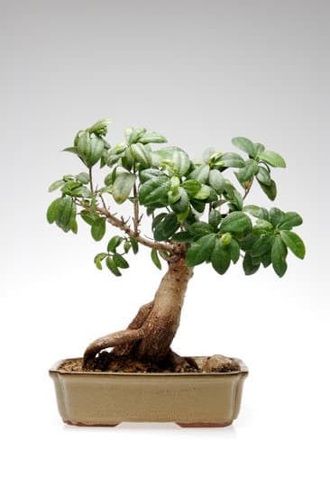Guida pratica su come potare un bonsai di rosmarino per la cura ottimale della pianta