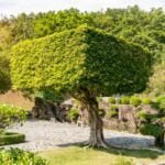 Regalare Un Bonsai Porta Sfortuna Regalare un bonsai porta sfortuna: mito o realtà Scopri la verità su questo antico detto