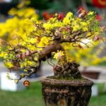 Foglie Gialle Bonsai Come curare le foglie gialle del bonsai: consigli e rimedi naturali