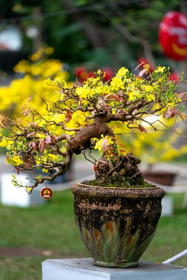 Come curare le foglie gialle del bonsai: consigli e rimedi naturali