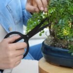 Prepara il terreno, scegli una pianta adatta e segui le tecniche base per iniziare a fare un bonsai
