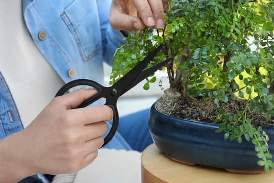 Prepara il terreno, scegli una pianta adatta e segui le tecniche base per iniziare a fare un bonsai