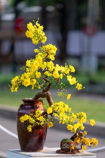 Quando Potare Ulivo Bonsai 1 Scopri quando potare ulivo bonsai per mantenerlo sano e forte