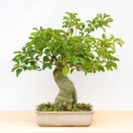 Cosa Significa Bonsai in Italiano Scopri il significato di Bonsai in italiano e la sua storia