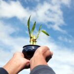 Bomboniere Solidali Matrimonio Bonsai Bomboniere solidali per il tuo matrimonio: Regala un bonsai unico e solidale
