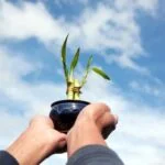 Bomboniere Solidali Matrimonio Bonsai Bomboniere solidali per il tuo matrimonio: Regala un bonsai unico e solidale