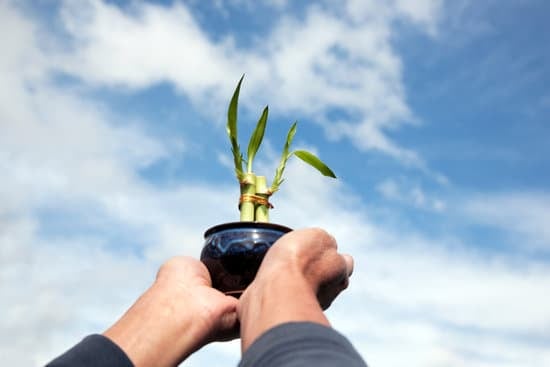 Bomboniere solidali per il tuo matrimonio: Regala un bonsai unico e solidale