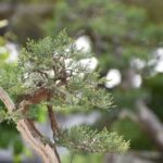 Come Fare Un Bonsai Di Abete Guida dettagliata su come fare un bonsai di abete con semplici passaggi.
