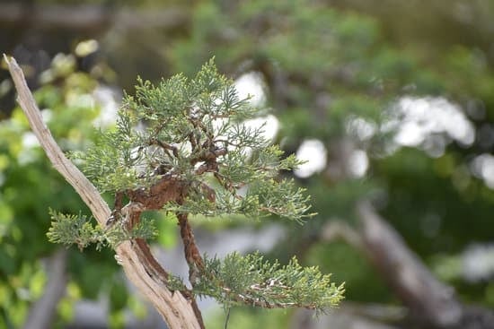 Come Fare Un Bonsai Di Abete 1 Guida dettagliata su come fare un bonsai di abete con semplici passaggi.