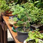 Bonsai Olivo Prezzi Bonsai olivo prezzi: scopri le migliori offerte online