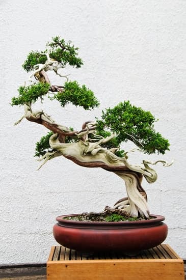 Come Potare Il Bonsai Ginseng 1 Come potare il bonsai ginseng per una crescita equilibrata e armoniosa