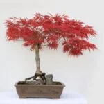 Guida pratica: Come potare un bonsai di ulivo - Video tutorial