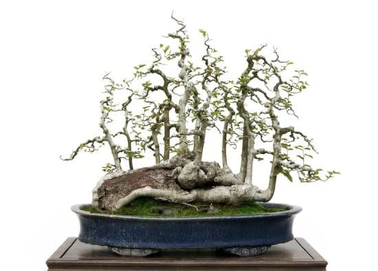 Guida dettagliata su come creare un bonsai da un pinetto