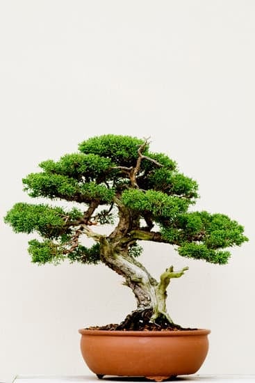 Significato Bonsai 1 Scopri il vero significato del bonsai: simbolo di equilibrio e armonia con la natura