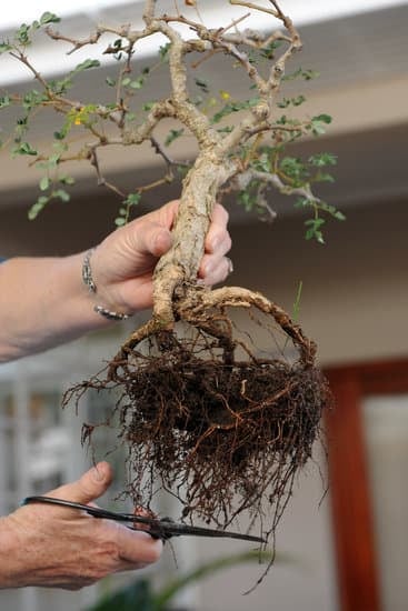 Bonsai Di Acero Rosso 1 Coltiva la bellezza dei tuoi Bonsai di Acero Rosso con cura e passione