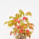 Bonsai Offerte Scopri le migliori offerte per bonsai nella nostra selezione esclusiva BONSAI OFFERTE