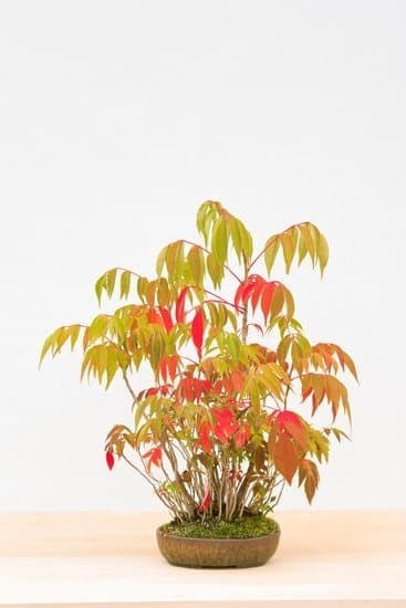 Bonsai Offerte 1 Scopri le migliori offerte per bonsai nella nostra selezione esclusiva BONSAI OFFERTE