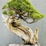 Bonsai Simbolo Bonsai simbolo di equilibrio e bellezza naturale