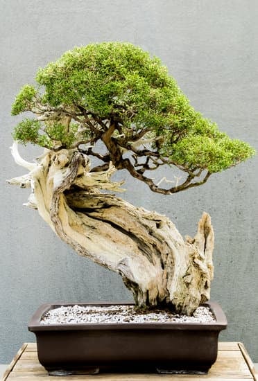 Bonsai Simbolo 1 Bonsai simbolo di equilibrio e bellezza naturale