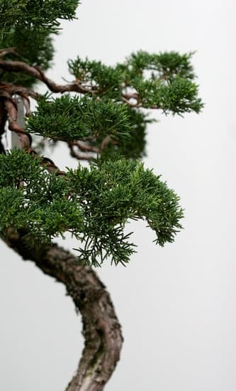 Bonsai Ficus Perde Foglie 1 Come prevenire il problema del bonsai ficus che perde foglie