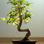 Scopri come e quando annaffiare il tuo bonsai di ficus per mantenerlo in salute e prosperità