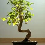 Come E Quando Annaffiare Il Bonsai Di Ficus Scopri come e quando annaffiare il tuo bonsai di ficus per mantenerlo in salute e prosperità