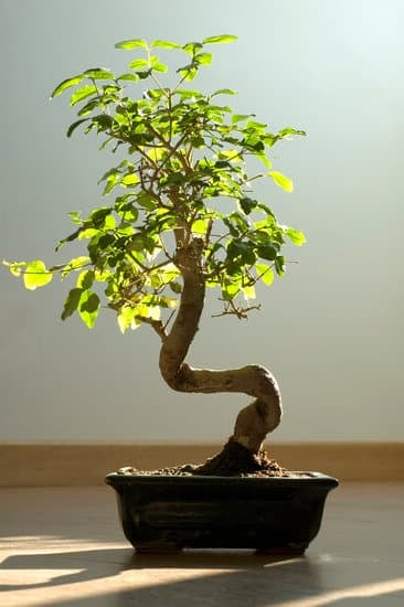 Scopri come e quando annaffiare il tuo bonsai di ficus per mantenerlo in salute e prosperità