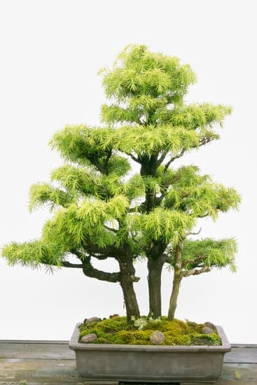 Quando Potare Il Ficus Bonsai 1 Scopri quando potare il tuo ficus bonsai per garantirne la salute e la bellezza