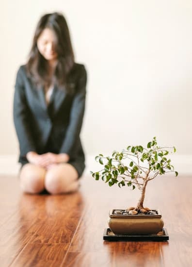 Olmo cinese bonsai: l'arte millenaria del bonsai applicata a questo splendido albero orientale