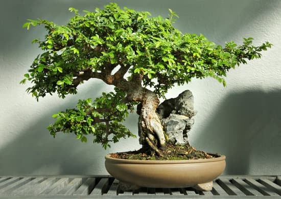 Creare un ambiente zen con fiori freschi per i tuoi bonsai
