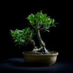 Come Si Annaffiano I Bonsai Scopri come annaffiare i bonsai per una crescita sana e rigogliosa