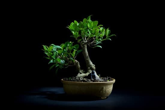 Come Si Annaffiano I Bonsai 1 Scopri come annaffiare i bonsai per una crescita sana e rigogliosa