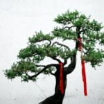 Vasi Bonsai Grandi Vasi Bonsai Grandi: tutto quello che devi sapere per la cura e la manutenzione