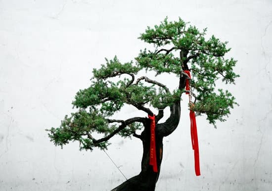 Vasi Bonsai Grandi 1 Vasi Bonsai Grandi: tutto quello che devi sapere per la cura e la manutenzione