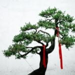 Ciliegio Giapponese Bonsai Coltiva un magnifico ciliegio giapponese bonsai per un tocco orientale al tuo giardino