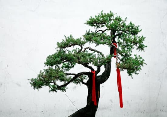 Coltiva un magnifico ciliegio giapponese bonsai per un tocco orientale al tuo giardino