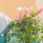 Bomboniere Bonsai Solidali bomboniere bonsai solidali